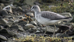 Greenshank