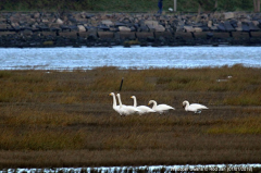 Whooper Swans