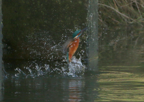 Kingfisher