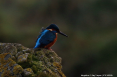 Kingfisher