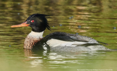 Red-breasted Merganser