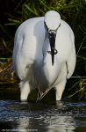 Little Egret