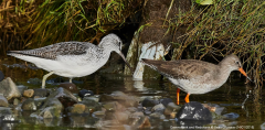 Greenshank