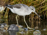 Greenshank