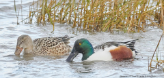 Shovelers