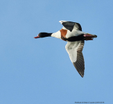 Shelduck