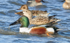 Shoveler