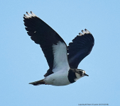 Lapwing