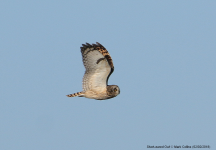 Short-eared Owl