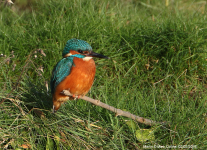 Kingfisher