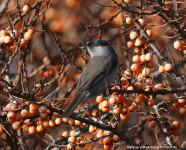 Blackcap