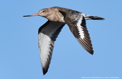 Black-tailed Godwit