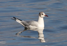 Black-headed Gull