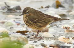 Rock Pipit