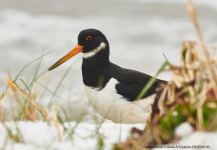 Oystercatcher