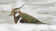 Lapwing