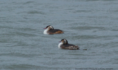 Great Crested Grebe