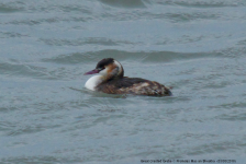 Great Crested Grebes