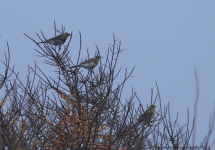 Fieldfare