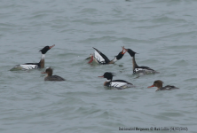 Red-breasted Mergansers