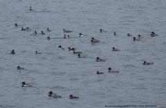 Red-breasted Mergansers