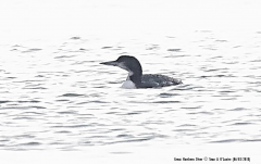 Great Northern Diver