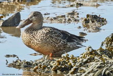 Shoveler