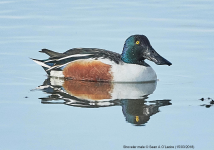 Shoveler