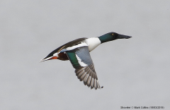 Shoveler