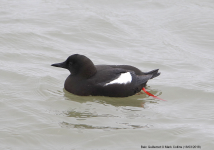 Black Guillemot