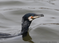 Cormorant