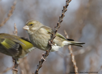 Greenfinch