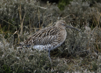 Curlew