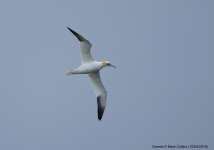 Gannet