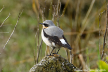 Wheatear