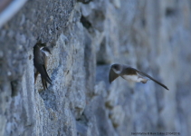 Sand Martins