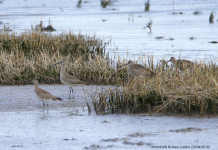 Whimbrel