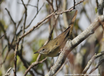 Grasshopper Warbler