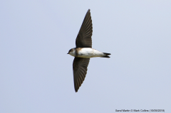 Sand Martin