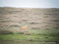 Ruddy Shelduck