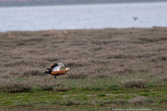 Ruddy Shelduck