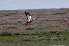 Ruddy Shelduck