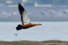 Ruddy Shelduck