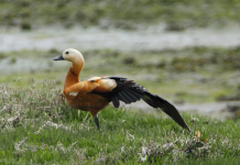 Ruddy Shelduck