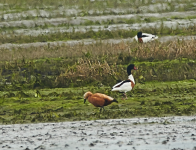 Ruddy Shelduck