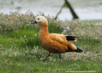 Ruddy Shelduck