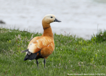 Ruddy Shelduck