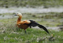 Ruddy Shelduck