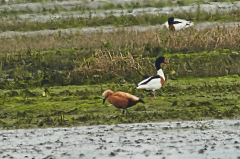 Ruddy Shelduck