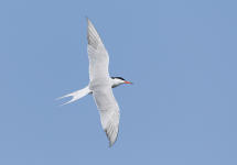 Common Tern